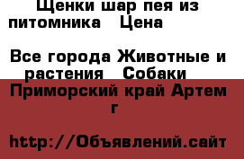 Щенки шар-пея из питомника › Цена ­ 15 000 - Все города Животные и растения » Собаки   . Приморский край,Артем г.